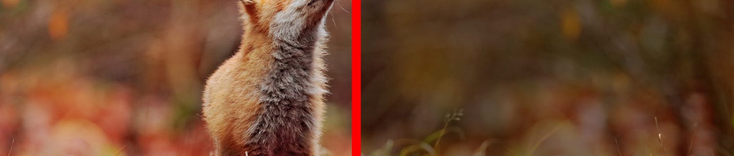 Bild av en räv, redigerad till vänster och oredigerad till höger